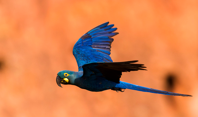 Arara-azul-de-lear é devolvida ao Brasil