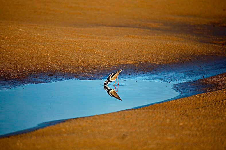Fotógrafo de São José lança livro sobre aves do Brasil