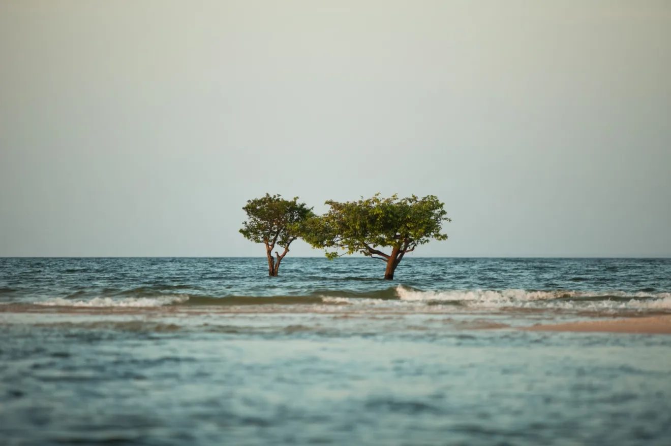 É preciso confiar na semente guardada no silêncio da terra