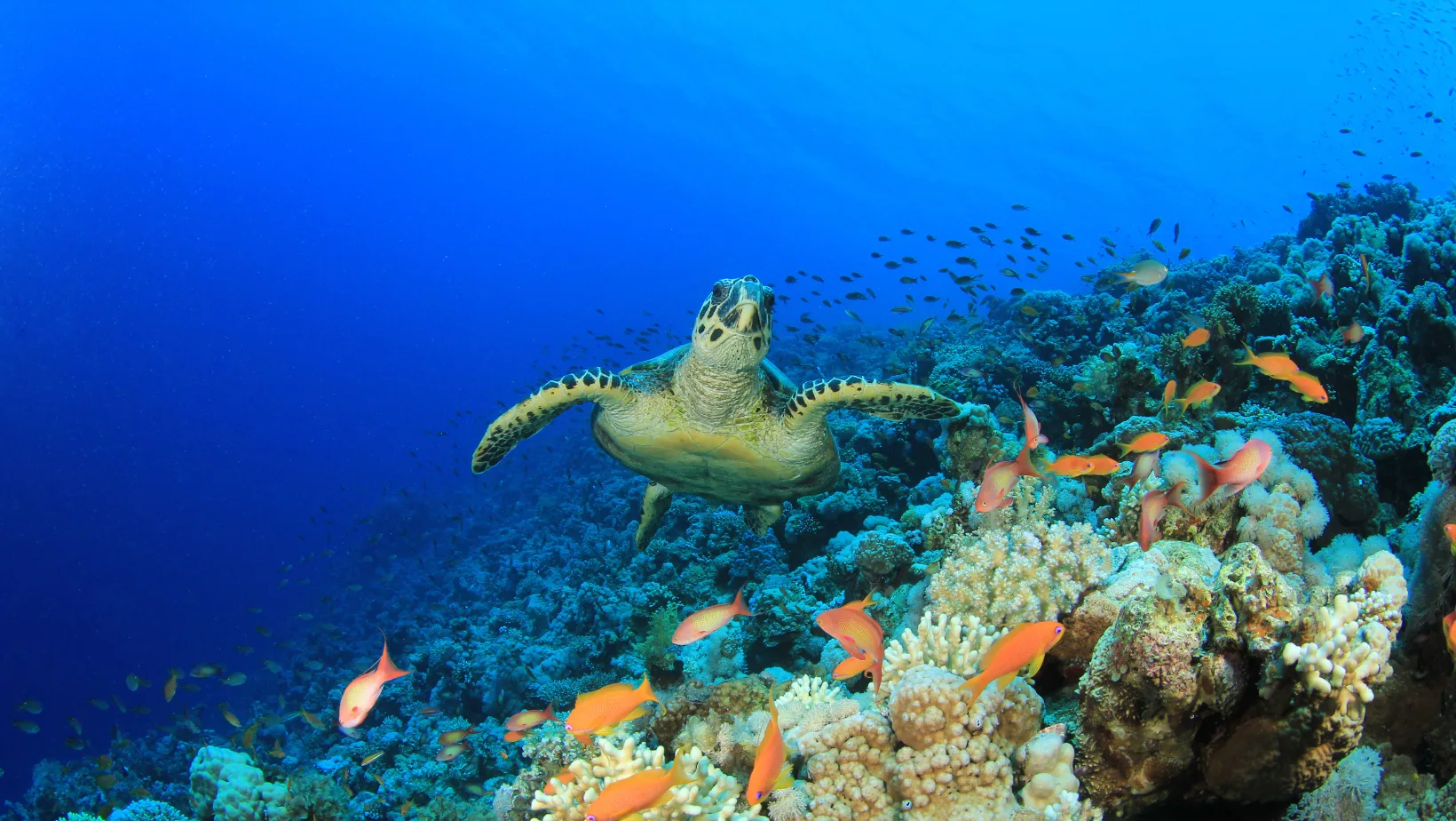 COP16: a hora da ação em prol da biodiversidade