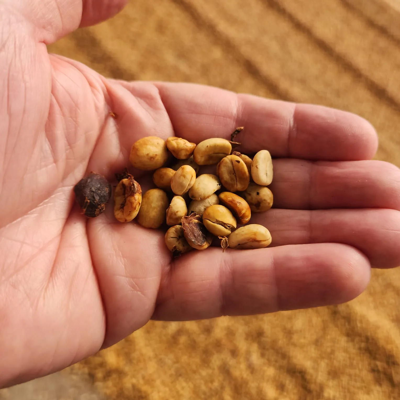 Na origem do sabor: Minha imersão no mundo do café sustentável da Nespresso